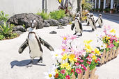 7月4日まで開催される「#はなパラ」では、季節の花々の中をペンギンたちが歩く「ケープペンギンのパレード」など、生きものたちとお花見できるイベントを開催中。　横浜・八景島シーパラダイス【神奈川・八景島】