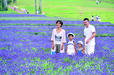 たんばらラベンダーパーク　