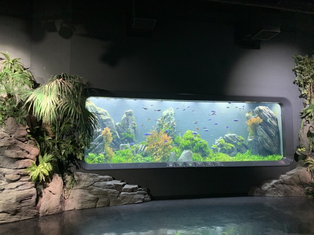 淡水魚が泳ぐ水槽