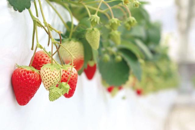 【King Farm Cafe】公式アプリから気軽に予約し、いちご狩りを楽しもう