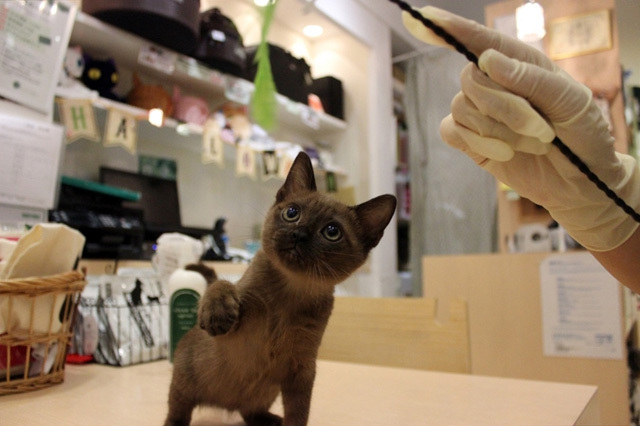可愛くてキュンキュンする「吉祥寺ねこ祭り」の猫たち