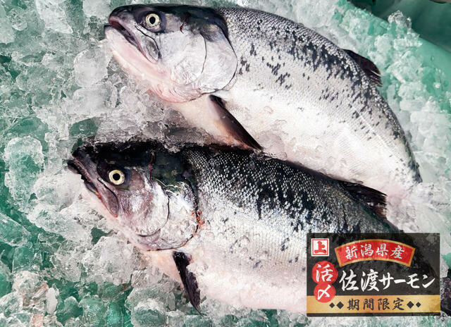 「活〆佐渡サーモン」＜期間：〜2025年6月中旬＞【【角上魚類】新潟直送「活〆佐渡サーモン」期間限定で販売中！刺身や寿司、フライなどの惣菜も充実！】