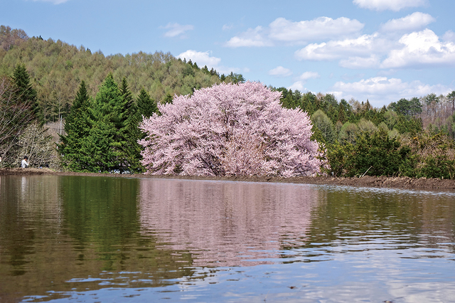 針山の天王桜（群馬県／片品村）