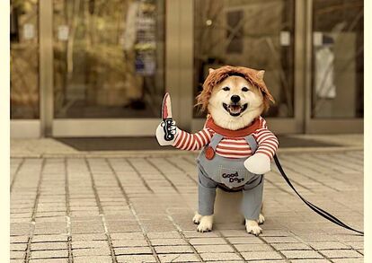 コスプレ犬服】おもしろキュートで腹筋崩壊！「チャッキーになりきった