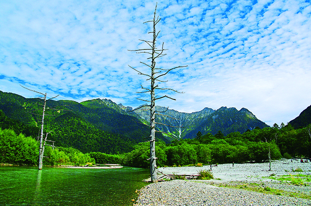 大正池：大正池を象徴する立ち枯れの木
