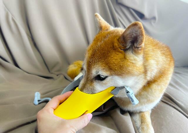 【OPPO quack（クァック）】嫌がったら外して最初の段階に戻ります