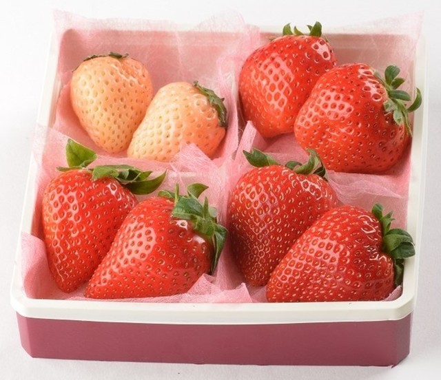 4種食べ比べセット