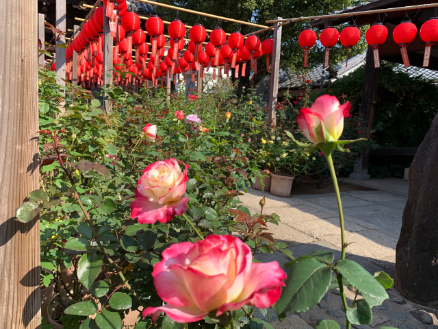 季節によって様々な花が楽しめるようになっている