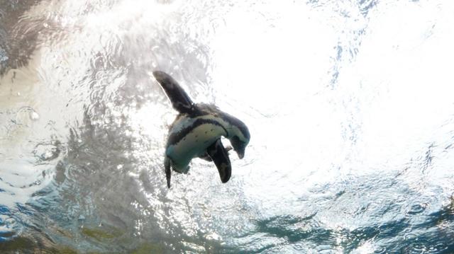 天井を泳ぐペンギン