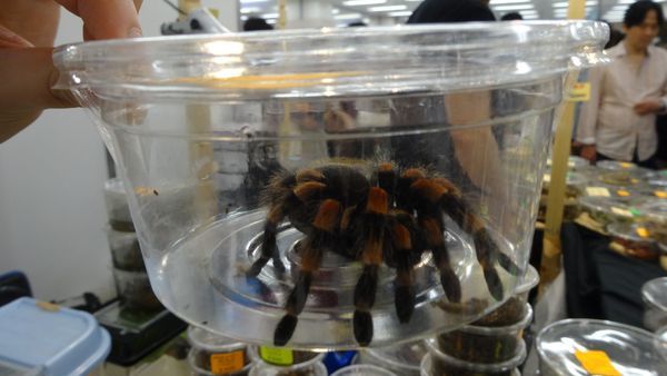 「東京レプタイルズワールド2014」に集まった動物たち