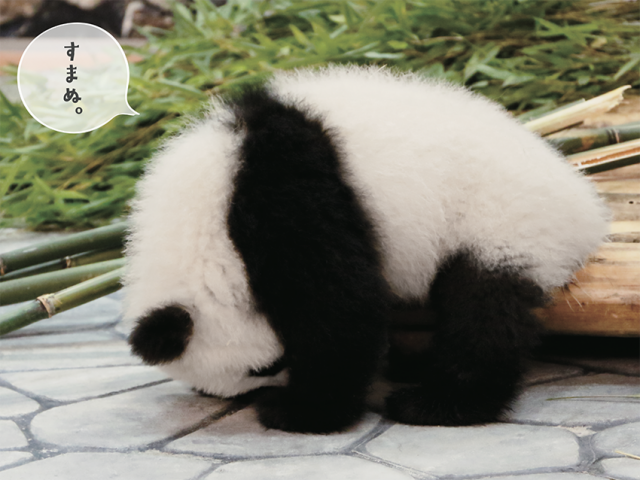 パンダでおぼえる もふもふ癒やされながら英語 熟語が身につく 参考書新シリーズ ハピママ