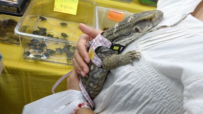 写真満載 ミミズクの赤ちゃんが可愛すぎ エキゾチックアニマル 展示即売会に行ってみた 4 4 ウレぴあ総研