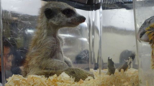 「東京レプタイルズワールド2014」に集まった動物たち