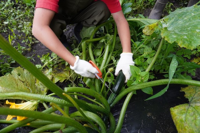 【リゾナーレ那須】野菜の収穫作業