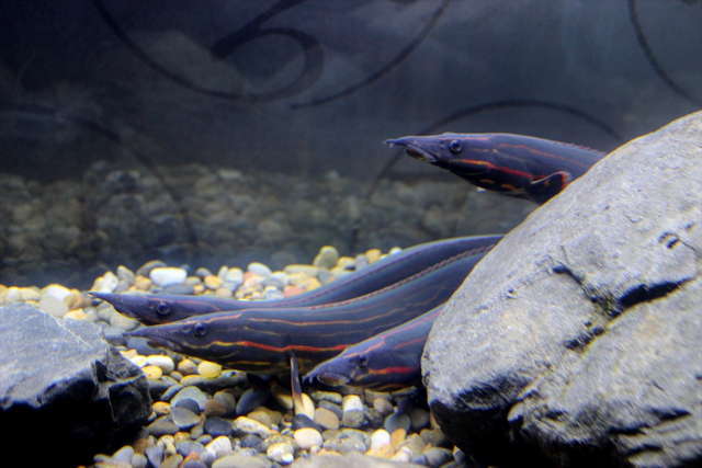 ぬるぬる＆にょろにょろな不思議ないきものたち／レッドスパイニーイール