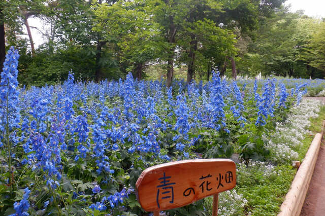 【国営武蔵丘陵森林公園】一面青が広がるデルフィニウム