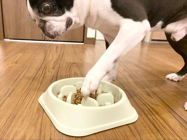 【Life Runne 早食い防止ボウル】ごはんの位置がわかりづらいのか、前足を使おうとするしぐさも。それでもすぐに慣れ、しっかりと食べ進めてくれました◎