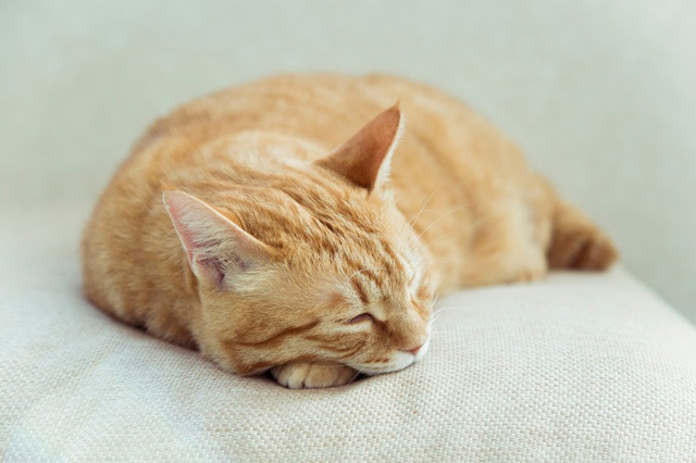 カメラ女子が撮影した“ふわふわ＆もふもふ”の猫たち
