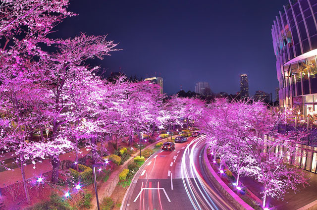 撮影地： 六本木ミッドタウン / カメラ：PENTAX K-30