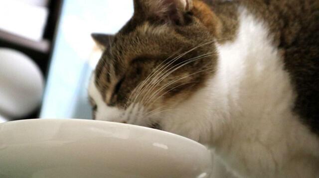 【tower（山崎実業） 密閉袋ごとペットフードストッカー】心なしかカリカリの音がいい