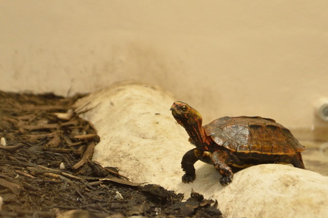 2014（平成26）年11月、沖縄県外では初となる繁殖に成功した「リュウキュウヤマガメ」 