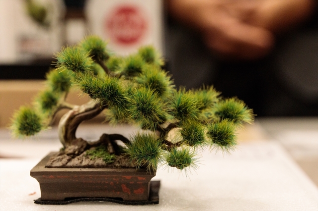 『1/12 ザ・盆栽 プラスチックモデルキット』プラッツ／1620円（発売中）