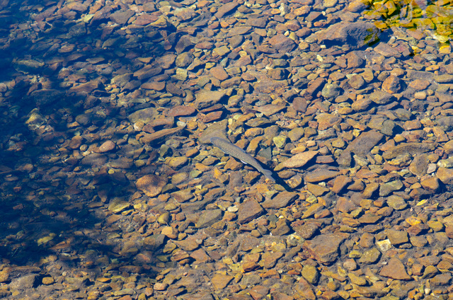 透明すぎる川には、イワナが泳ぐ姿が!!｜栂池自然園
