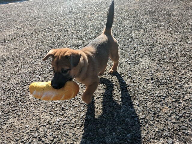 【ダイソー 音が鳴るペットおもちゃ(パン)】子犬がくわえて歩いていると子どもたちは大喜び