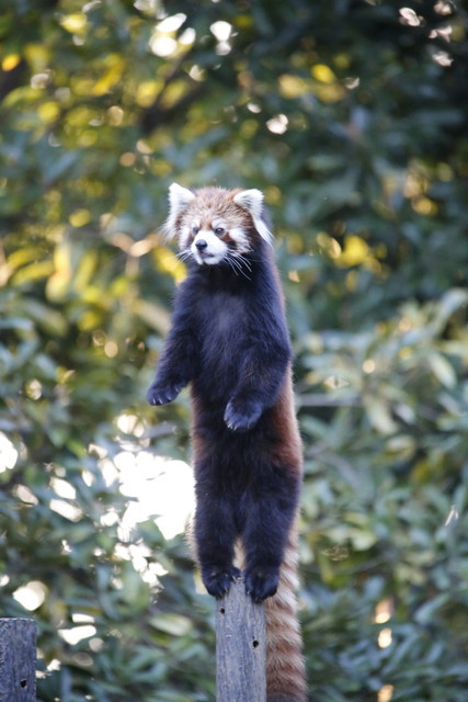 孫ができても、その可愛さは健在！（千葉市動物公園）