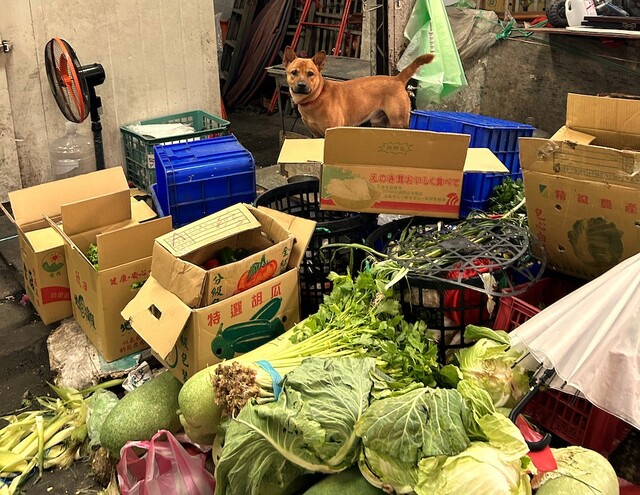 【台湾食べ歩きの旅 #7】売り物の野菜が無造作に積み上げられている羅東の朝市。店番は人懐っこいワンコ