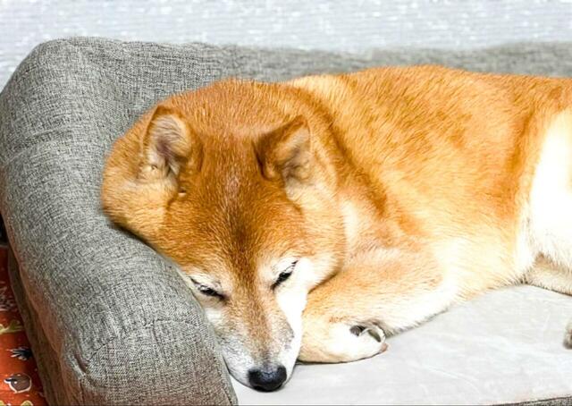 【カインズのカスタマイズペットベッド】ベッドの上でお昼寝タイム。ぐっすりと寝ています