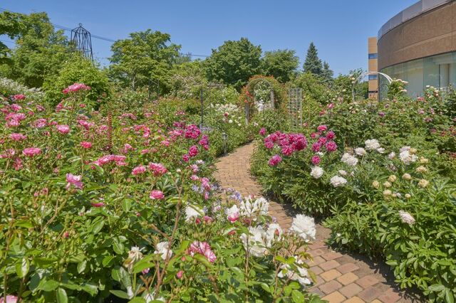 あいの里（ロイズ本社敷地内）ロイズ ローズガーデンの様子（見頃：6月中旬～7月上旬 ※気候により変わる場合あり）