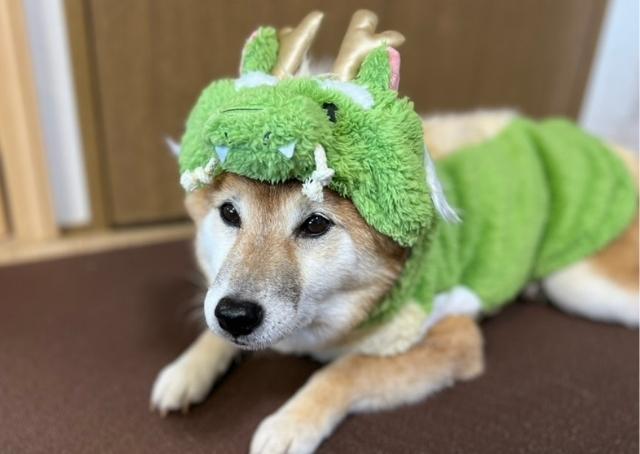 【年賀状おすすめ犬服・小物】フセのポーズで撮影すると辰っぽさが増すかも？