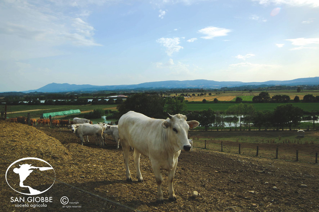 サン・ジョッベ農園
