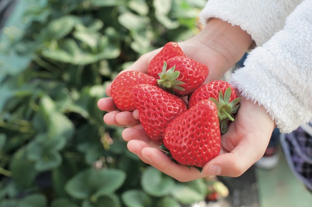 東京ストロベリーパーク