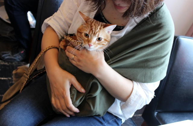 会場には予想外に多くの猫たちが来ていました。