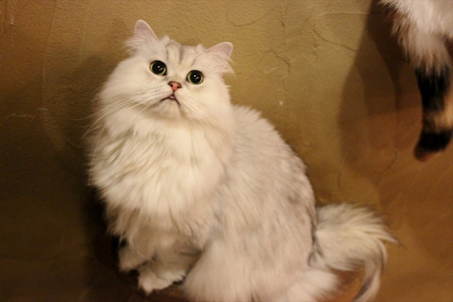 可愛くてキュンキュンする「吉祥寺ねこ祭り」の猫たち