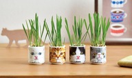 【聖新陶芸「おちょこで猫草」】ねこの表情は全部で4種類