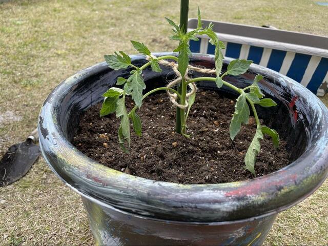 【プランター家庭菜園】トマトもプランター菜園におすすめ