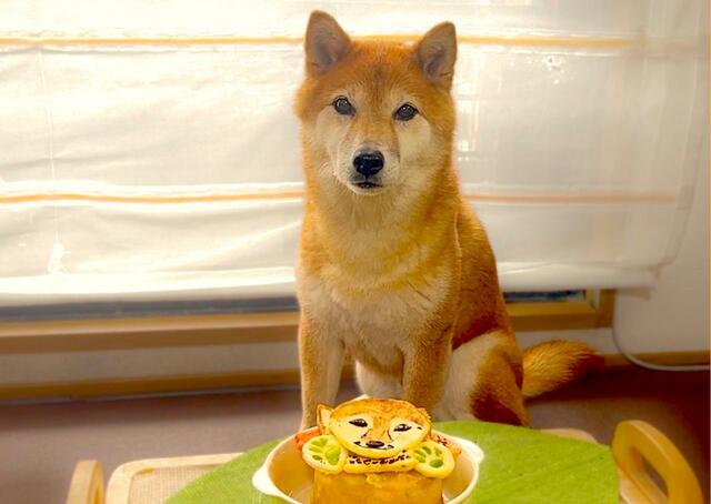 【Dog Lab Bubbie Boo 似顔絵ケーキ】「まて」と言われてテンションが落ちてしまいました