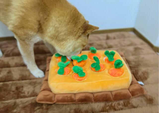 【にんじん畑】ニオイ嗅ぎに集中する時間は楽しそうです