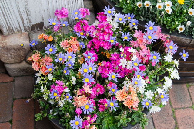 ケープコッド／東京ディズニーシー「ディズニー・イースター2015」©Disney