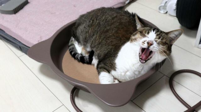 【NYANTA CLUB 遠赤外線ホッとヒーター 猫鍋】リラックスモードで大あくび