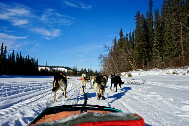 前だけを見てひたむきに走る犬たちが健気。2人組なら一人がソリを操縦して、もう一人が座席に座るのも楽しい。