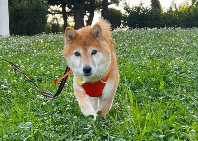 【SUO RING for dogs star 28°ICE】冷え過ぎないから安心です