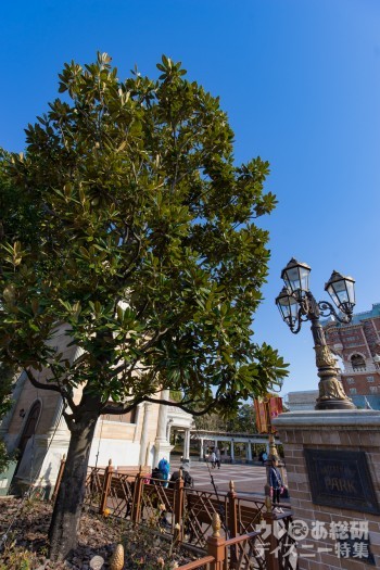 WFP入り口で目立つタイサンボク