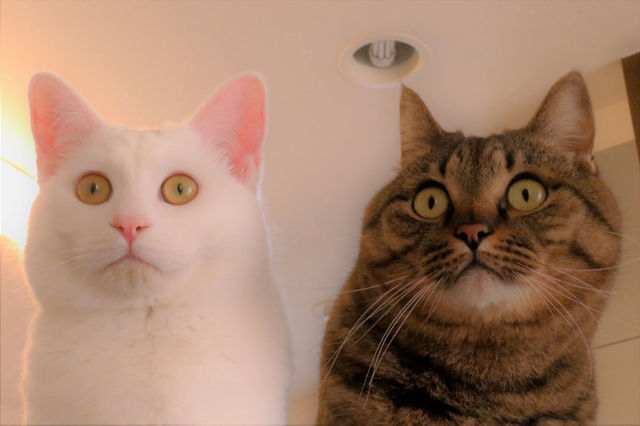 ねこ休み展 in 浦和