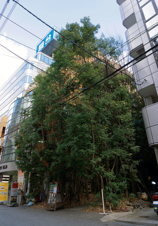 インパクトのある外観で三宮のランドマークとなっているカフェ【兵庫・三宮｜GREEN HOUSE Silva】