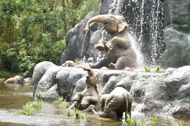 東京ディズニーランド - ジャングルクルーズ:ワイルドライフ・エクスペディション