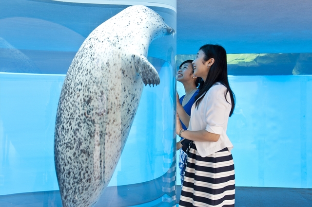 アザラシが上へ下へと泳ぐユニークな水槽